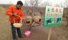 “雷锋志愿者”陈建钧：杏花林下产业“造血”谋富路